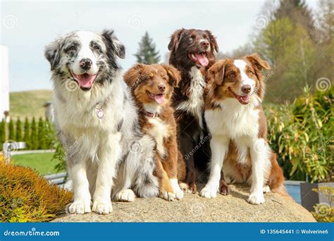 Australian Shepherd groups